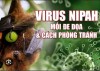 NHỮNG ĐIỀU CẦN BIẾT VỀ VIRUS NIPAH