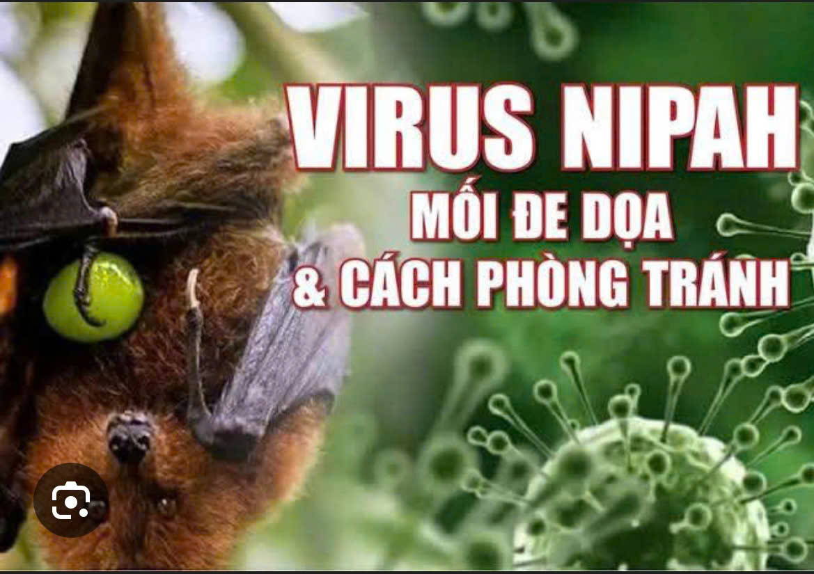 NHỮNG ĐIỀU CẦN BIẾT VỀ VIRUS NIPAH
